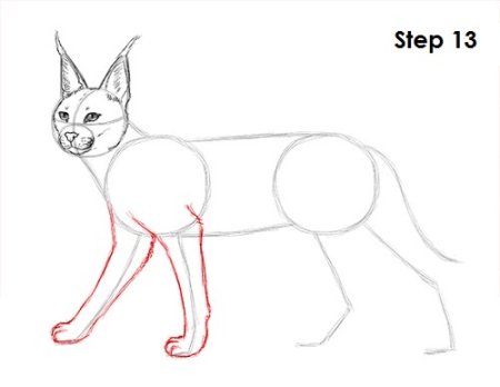 Поэтапный рисунок каракала