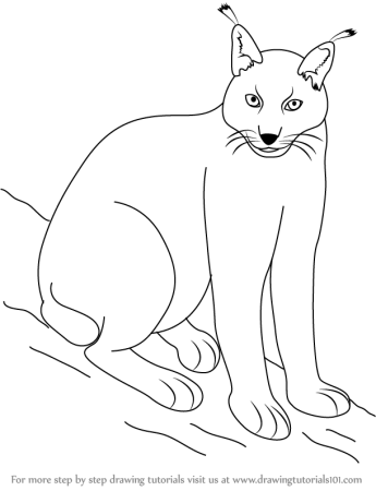 Кошка сбоку референс