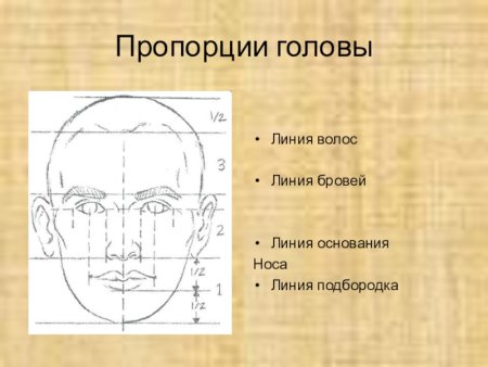 Конструкция головы человека