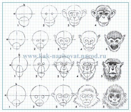Рисунок обезьяны пошагово