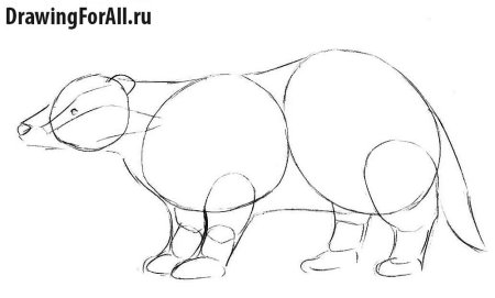 Барсук рисунок пошагово