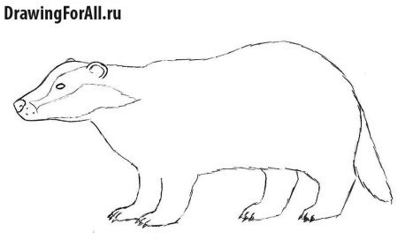 Барсук рисунок для детей