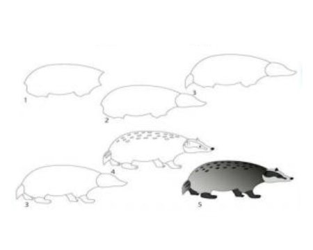 Барсук поэтапное рисование