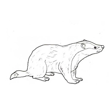 Поэтапное рисование барсука для детей