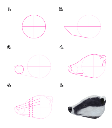 Барсук поэтапное рисование