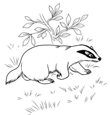 Енот пошаговое рисование