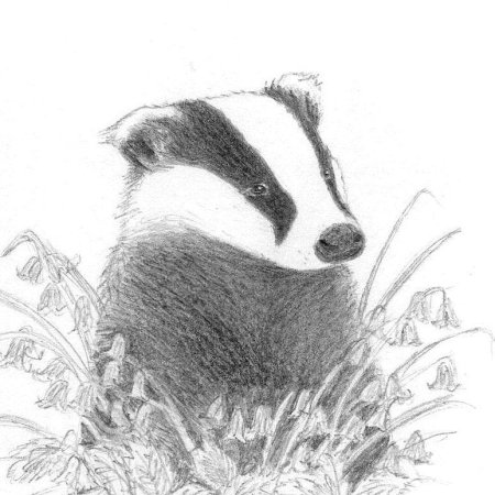 Барсук по этапное рисование