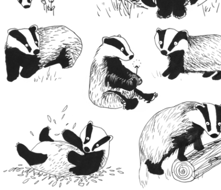 Барсук медоед анатомия