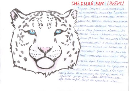 Как нарисовать снежного Барса для детей