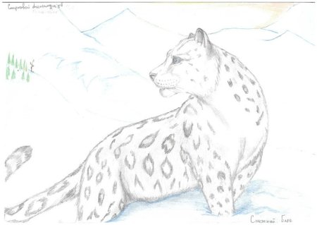 Нарисовать снежного Барса