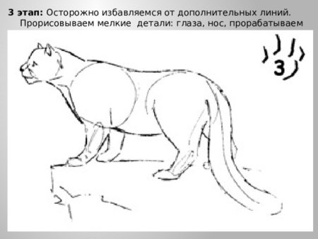 Нарисовать снежного Барса поэтапно