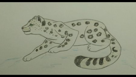 Поэтапное рисование Барса