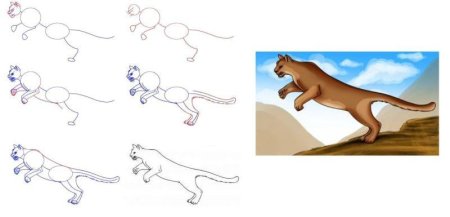 Поэтапное рисование Пумы