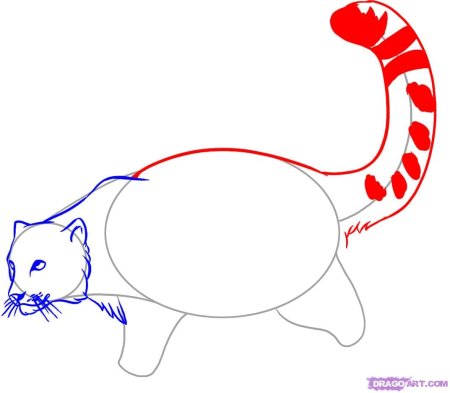 Как нарисовать пуму