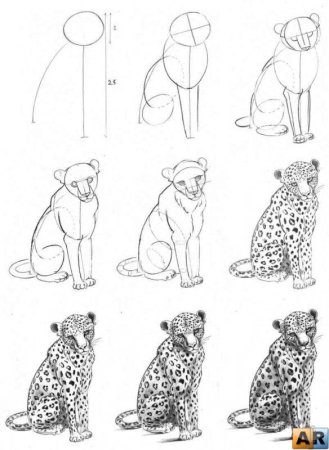 Поэтапное рисование снежного Барса