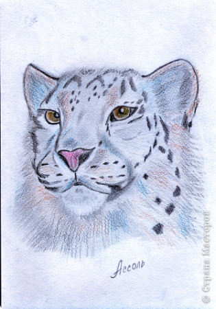 Как нарисовать леопарда карандашом поэтапно для начинающих