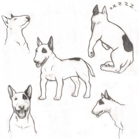 Референс собаки бультерьер спереди