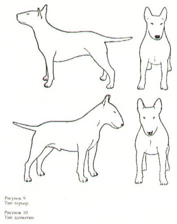 Референс собаки бультерьер спереди