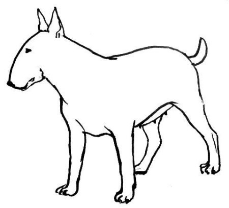 Раскраска бультерьер