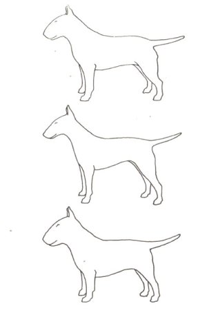 Бультерьер рисунок вид сбоку