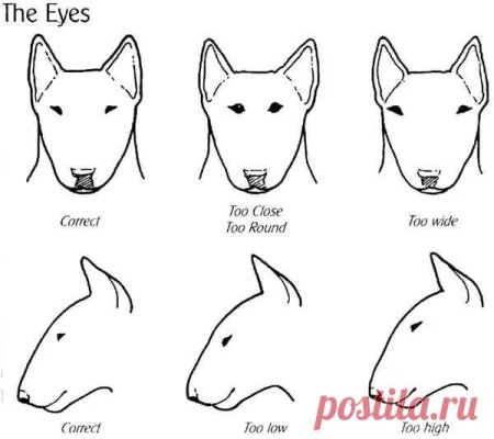 Стандартный бультерьер стандарт породы