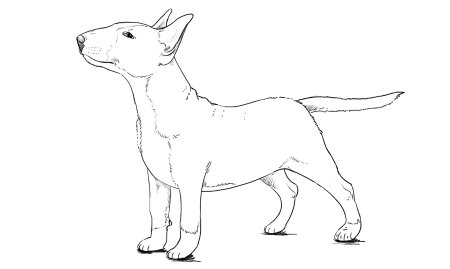 Раскраска бультерьер