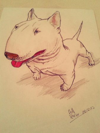 Разрисованный бультерьер