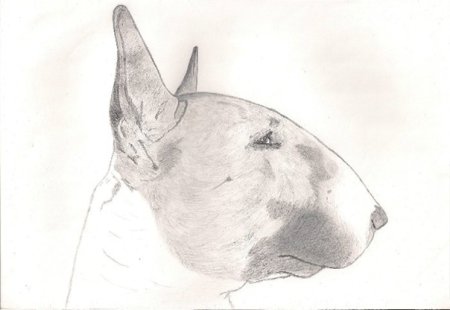 Анатомия английский бультерьер