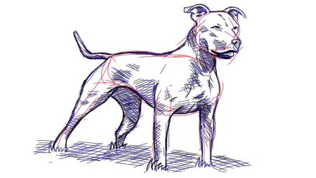 Стаффордширский бультерьер рисунок