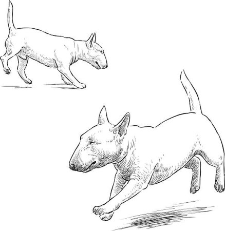 Контурный рисунок бультерьера