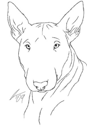 Бультерьер рисунок карандашом