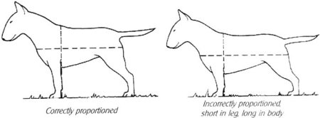 Стандартный бультерьер рост в холке