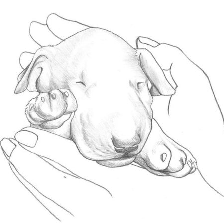 Бультерьер спящий клубком рисунок