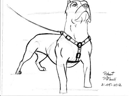 Раскраска американский питбуль