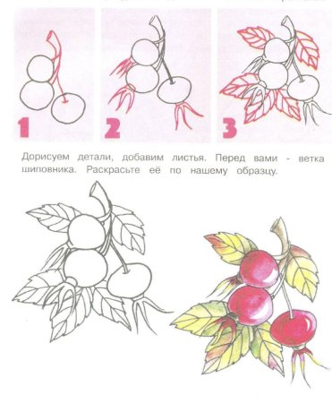Шиповник рисунок для детей поэтапно