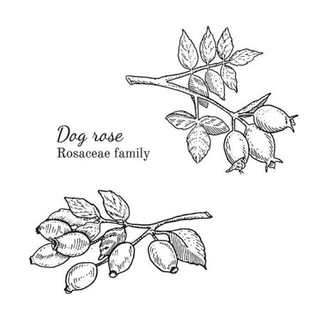 Шиповник раскраска