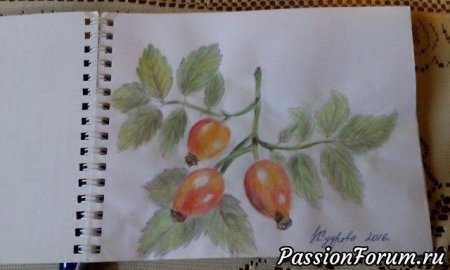 Рисование шиповник в подготовительной группе