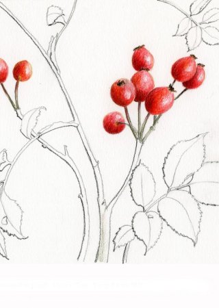 Ветка с ягодами эскиз