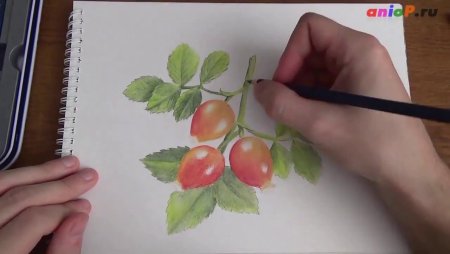 Поэтапное рисование шиповника