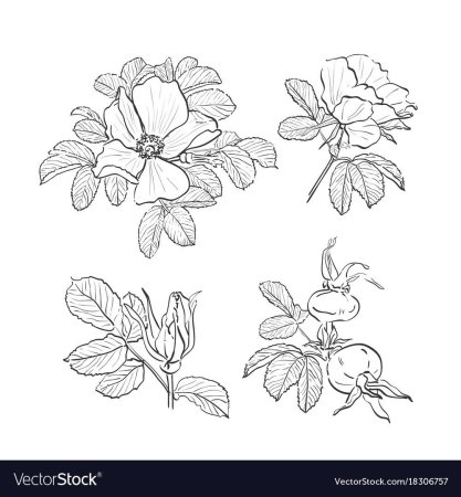 Рисование ягоды