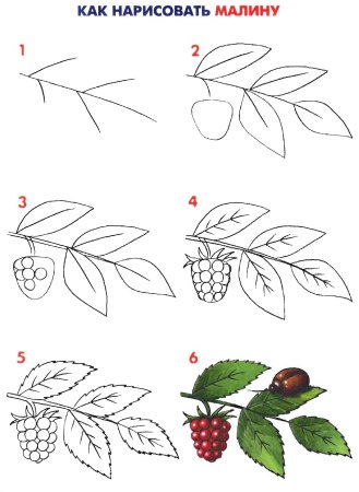 Шиповник Графика