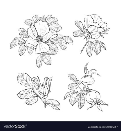 Рисунки растений