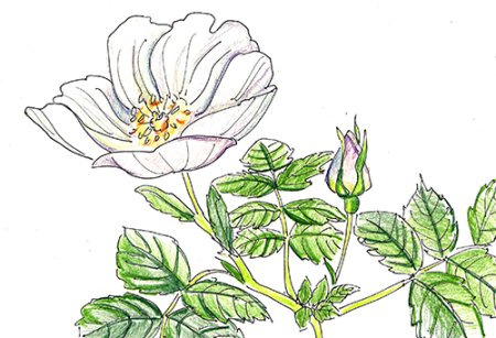 Шиповник ягода вектор