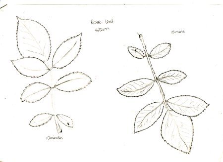 Кустарник рисунок карандашом