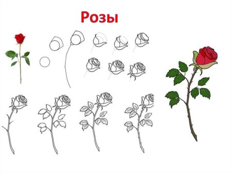 Шиповник собачий листорасположение