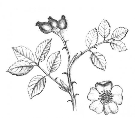 Рисование растений зарисовки