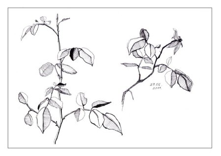 Незабудка рисунок карандашом