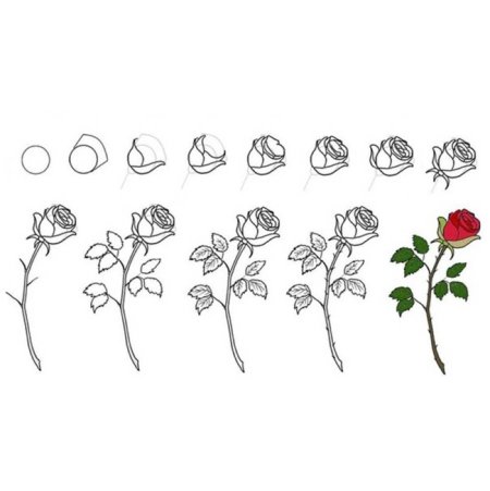 Поэтапное рисование дерева