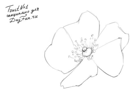 Куст шиповника раскраска