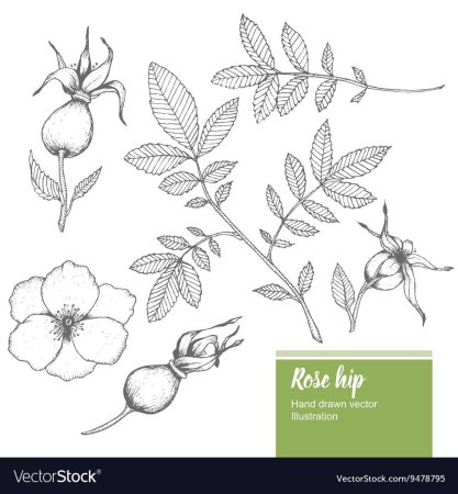 Бутоны шиповника акварелью